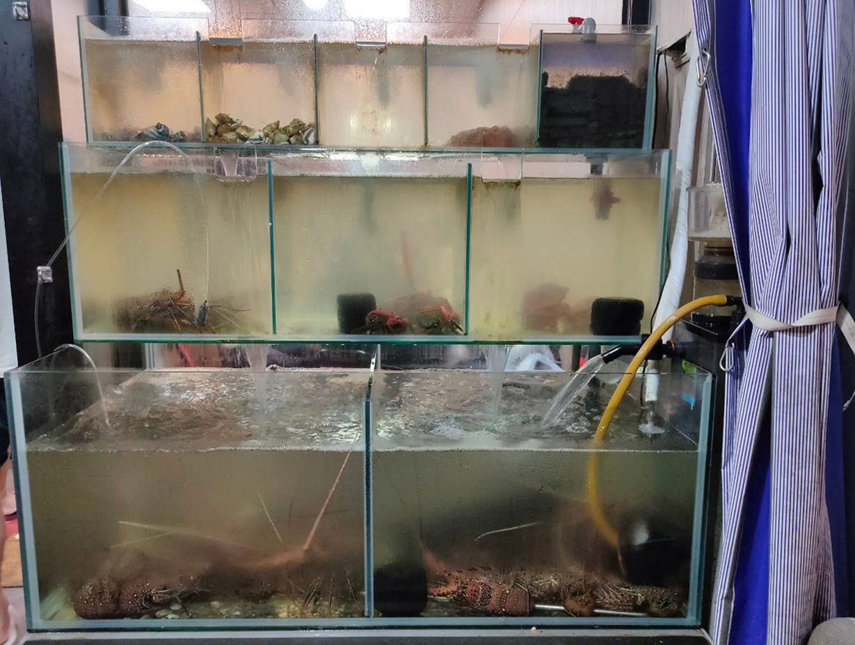 【澎湖美食】海膽控必吃!無菜單生猛海鮮,澎湖最狂「阿華漁村海鮮料理」 - 第1張圖 【澎湖美食】海膽控必吃!無菜單生猛海鮮,澎湖最狂「阿華漁村海鮮料理」